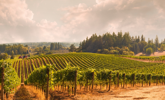 vineyard on a hill